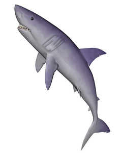 鲨鱼3d 渲染