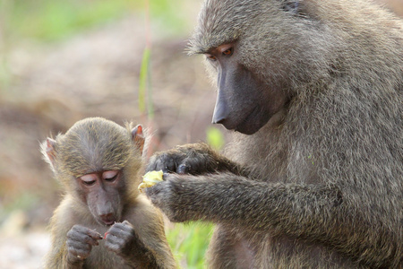 婴儿和母亲橄榄狒狒