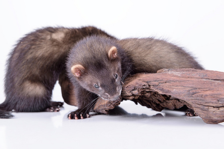 小型啮齿动物雪貂照片