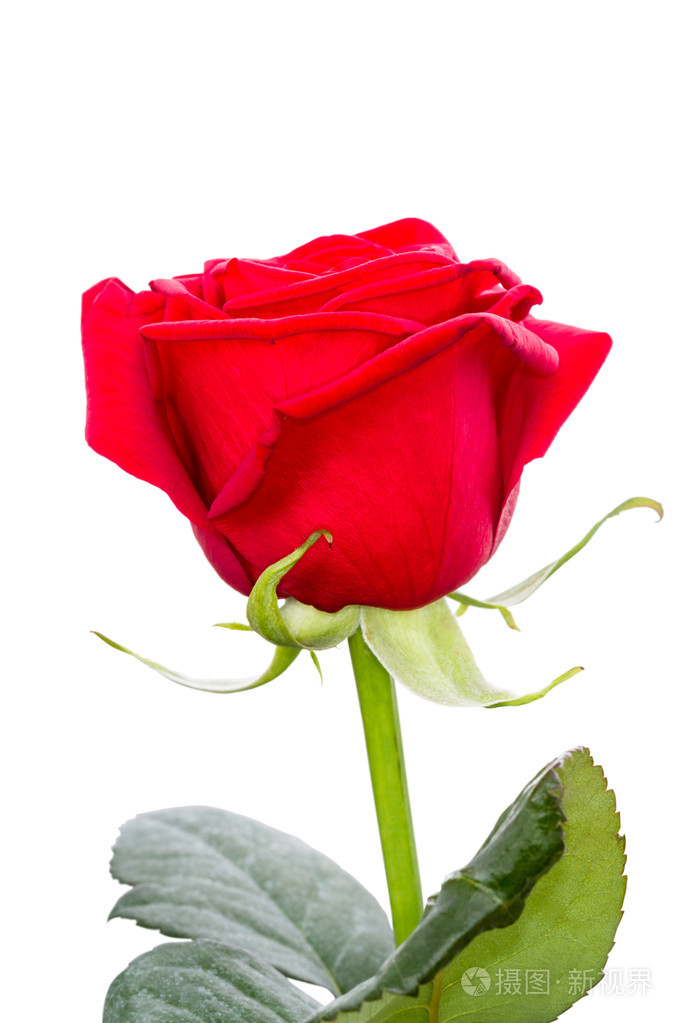 一朵红玫瑰