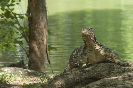 泰国野生巨蜥在湖边的一块岩石上