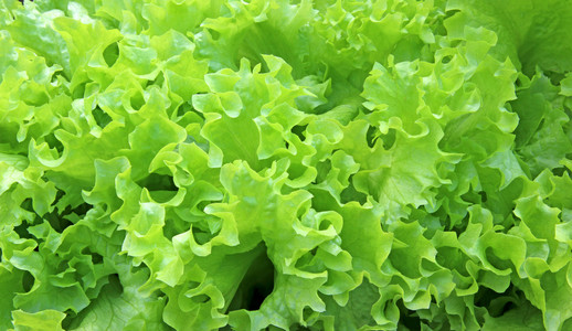 折绿叶书签波纹的生菜叶子照片