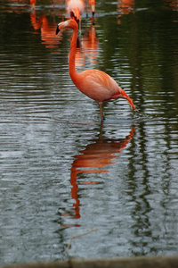 美国火烈鸟phoenicopterus 卢布