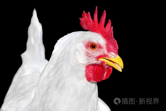 白羽鸡家禽的形象
