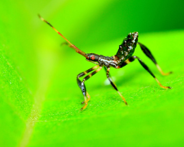 刺客 bug 若虫