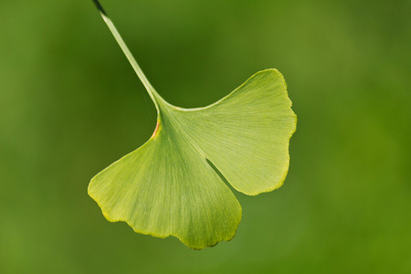 银杏枝特写银杏叶树上叶子照片