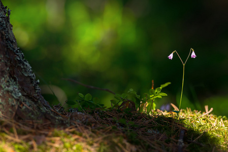 twinflower 或 linnaea borealis 花