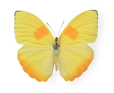 孤立的黄色蝴蝶图片