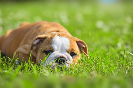 新鲜的夏季草地上玩的可爱快乐牛头犬小狗