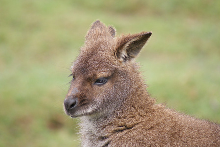 红颈袋鼠macropus rufogriseus