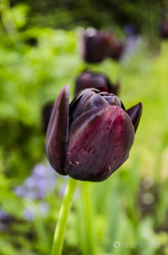 在花园里的黑郁金香