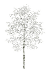 冬季白桦树被隔绝在白色背景上