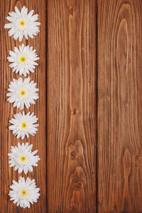 与在木质表面上的白菊花花相框图片