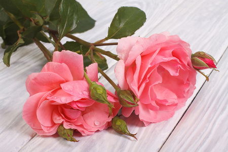 美丽的玫瑰鲜花图片