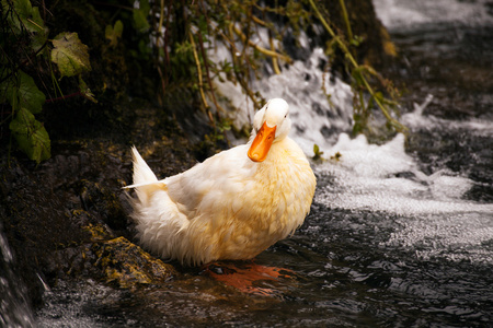 白湿的鸭