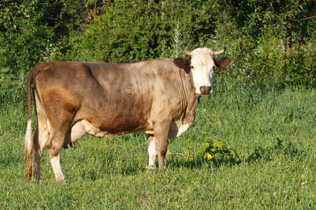 绿色夏天草地上棕色母牛