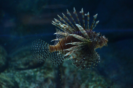 volitans 狮子pterois volitans。在一辆坦克的外来鱼类