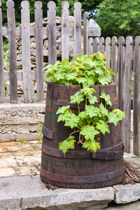 绿色植被的旧桶在后院