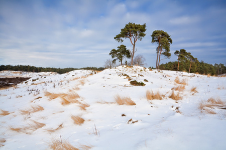 松树上冬季多雪小山