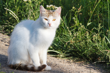 白色猫咪的绿草背景下的道路上