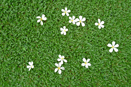 梅香花在绿色草地上