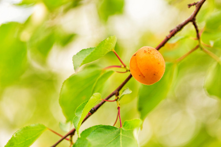 生长在一个分支上的成熟杏子