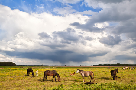 马和马驹在风雨如磐的天空下的牧场上