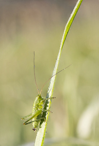 关于植物秸秆湿草地蝗虫