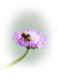 在紫色花朵的大黄蜂