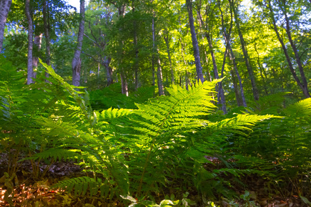 蕨布什在绿色的森林