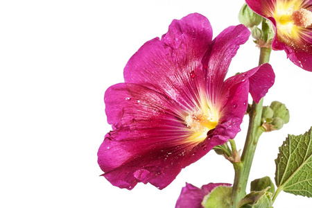 紫锦葵