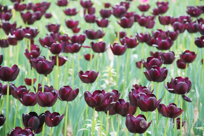 暗紫色郁金香通常被称为黑色郁金香  与其他背景里的郁金香