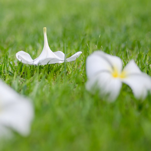 素馨花或梅香花