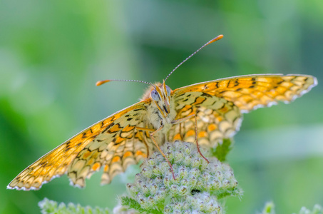 melitaea 菲比在花上