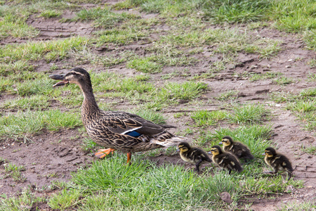 鸭市 ducklings.walk