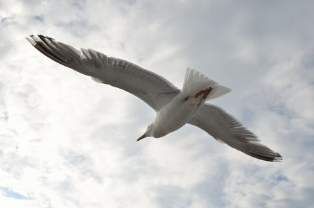 在白海上空飞行的海鸥图片