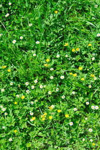 在顶视图的草地上，几个鸟瞰的许多白色雏菊。
