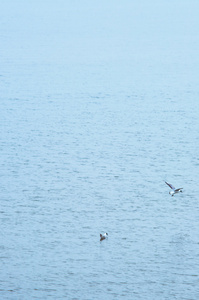 海鸥在海上飞行