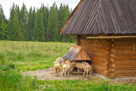 绵羊和山羊奶图片