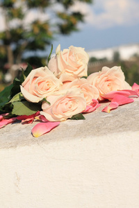 桃红色玫瑰在粉色花瓣