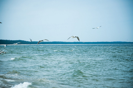 海鸥在海上飞行