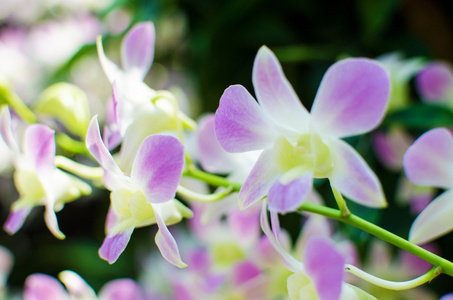 在植物园中美丽鲜艳的兰花花朵图片