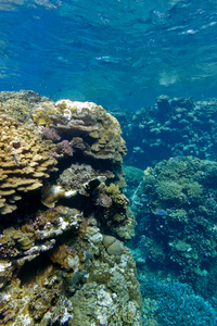 在热带海洋上蓝色的水背景的底部的硬珊瑚与珊瑚礁