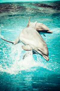一只海豚在一个游泳池