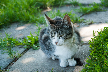 坐在草地上的家猫