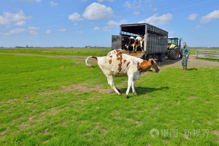牛跳和运行在草地上