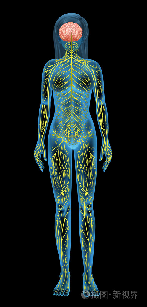 人类中枢神经系统