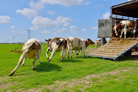 牛跳和运行在草地上照片