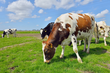 牛跳和运行在草地上照片