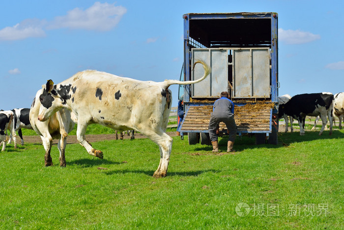 牛跳和运行在草地上